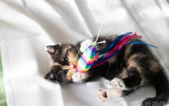 刚出生的小猫嗜睡不吃奶什么原因