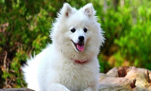 芬兰狐狸犬起源和介绍