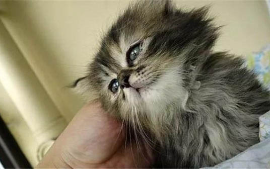 小猫母鸡蹲的原因及处理方法