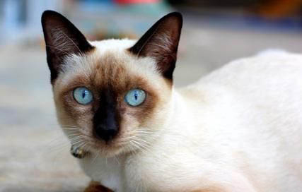 猫咪嘴巴张不开,张开就抖是怎么了