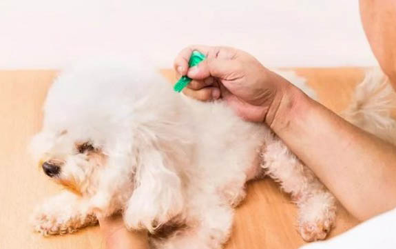 狗狗怀孕期间可以体外驱虫吗