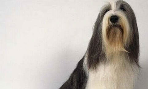 选购英国古代牧羊犬时要注意什么