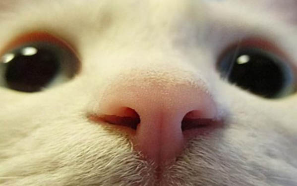 小猫晚上一直叫?
