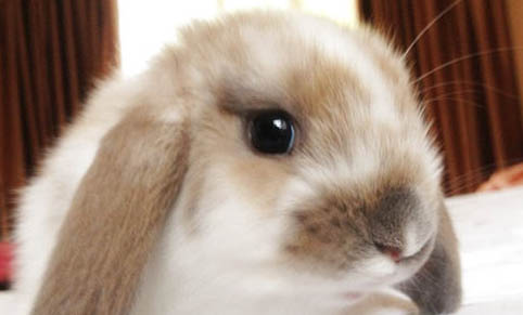 兔子能不能吃西瓜或者西瓜皮