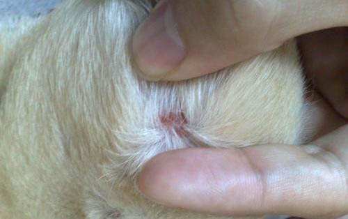 如何检测狗狗得了细小或犬瘟