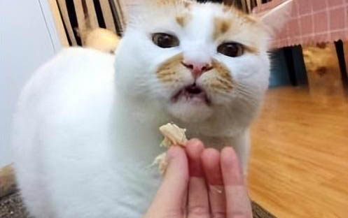 请问猫咪呕吐的原因及处理方法?
