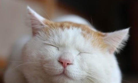 猫咪一天喂几次比较好？