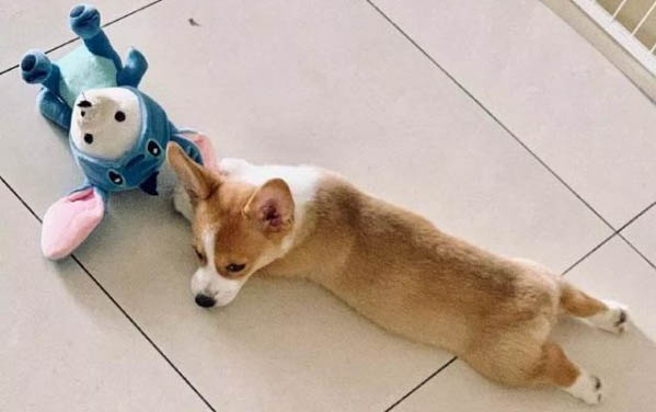 狗狗长白毛了怎么回事?