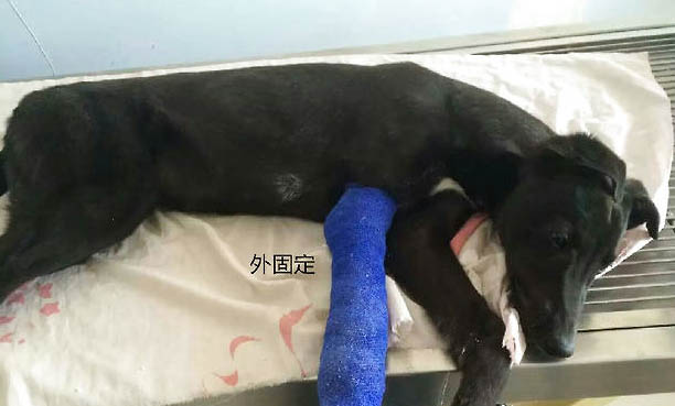 狗打架为什么不用爪子