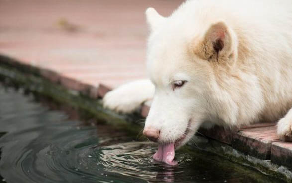 萨摩耶犬呕吐的原因及处理方法