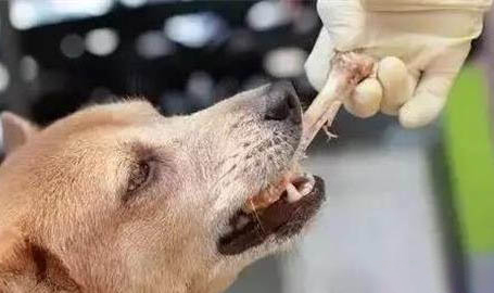 狗狗关在笼子里一直叫怎么办
