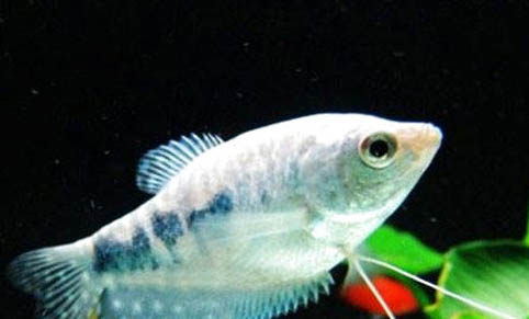 七彩神仙鱼的繁殖方法是什么？