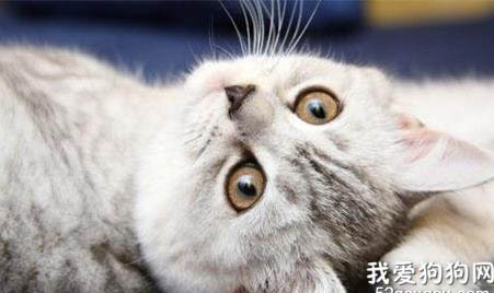 猫咪不能多吃虾仁是什么原因