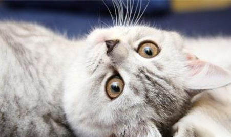 尿血的猫咪能活多久