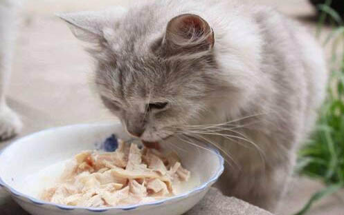 猫为什么老是把背拱起来