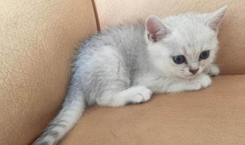 在家里给猫咪洗澡需要准备什么