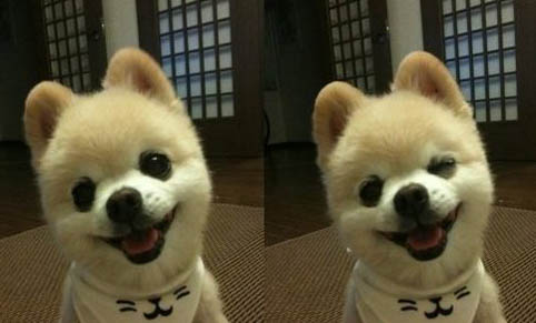 俊介犬长大后的样子