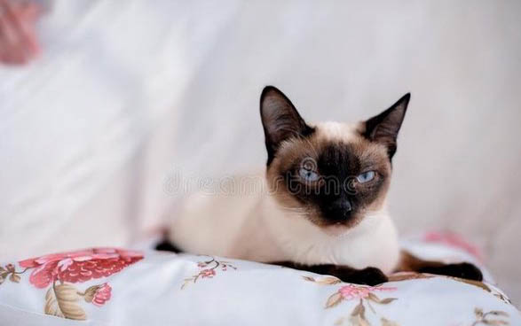小猫钻被窝不会缺氧吗