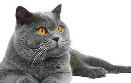 母猫为什么故意尿被子上？公猫和母猫哪个更高冷一些？
