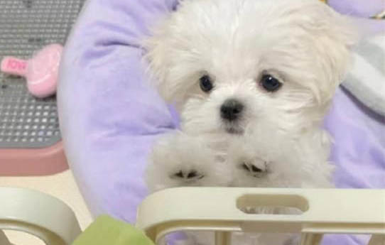 没有狗狗沐浴露怎么办