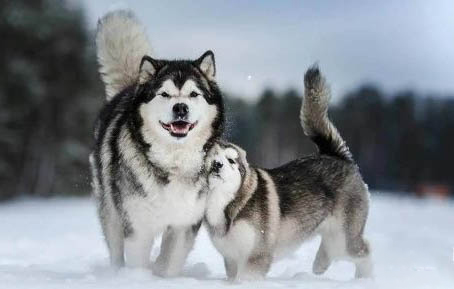 阿拉斯加犬和哈士奇哪个好养