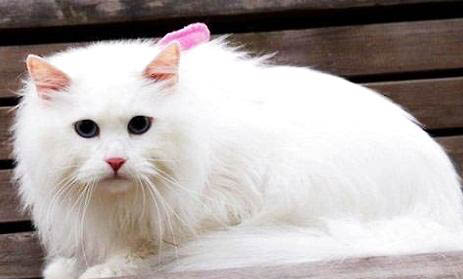山东狮子猫性格好吗