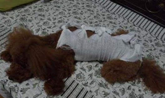 母犬下崽前多久下奶