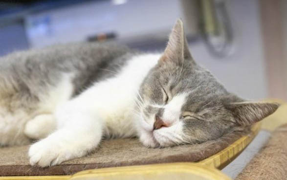 两个月小猫有泪痕是什么原因造成的