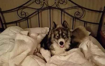 给阿拉斯加犬剪指甲应注意哪些事项