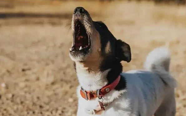 巡回犬工作室是谁的
