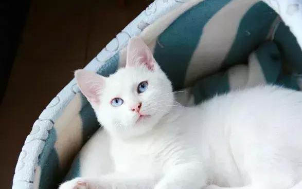 猫生完小猫尿道炎症状