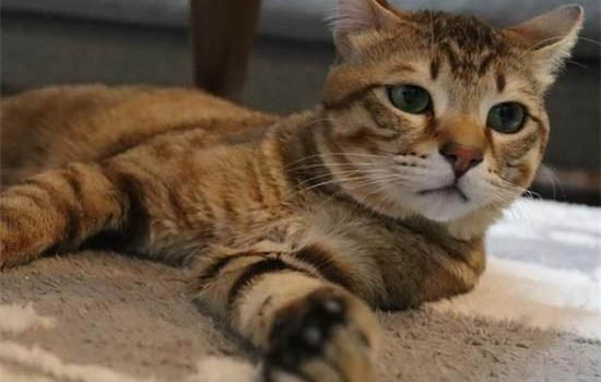 50天的猫咪可以抱回家吗?