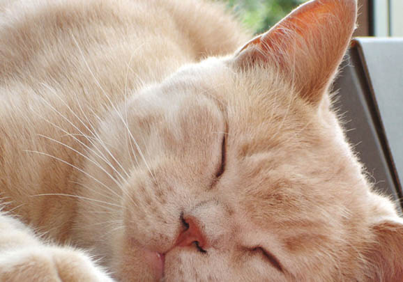 英国短毛猫舌头紫色的原因及处理方法