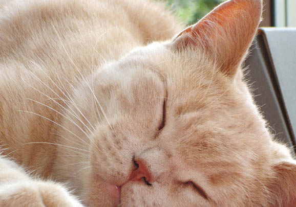 英国短毛猫爱掉毛吗