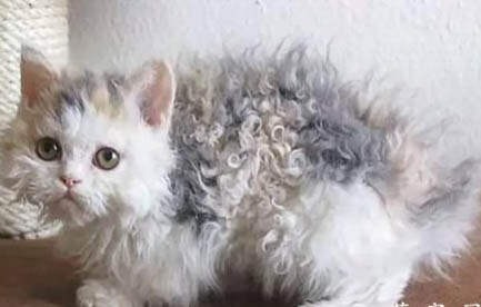 猫咪40度是发烧了吗