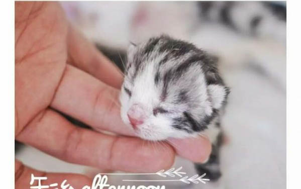 猫咪托运一般需要多少钱