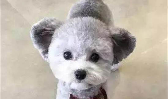狗狗为什么会咬尾巴?如何处理以及注意事项?