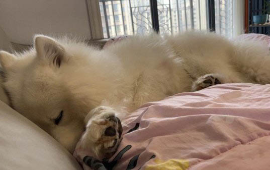 狗狗得了狂犬病还能活多久