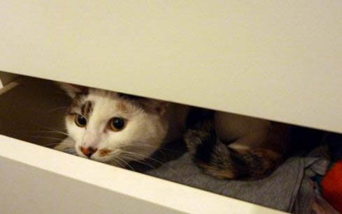 猫为什么把幼崽叼走藏起来啊