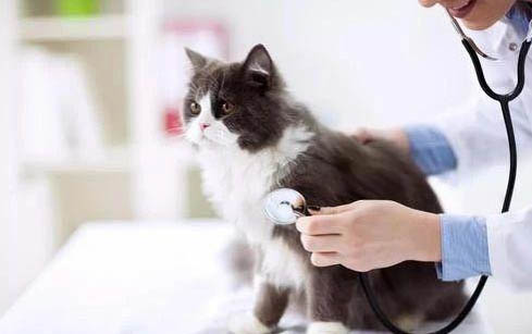 如何诊断猫咪得了胰腺炎