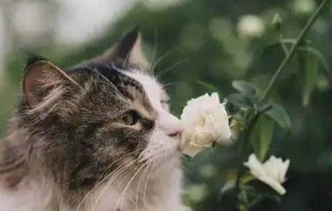 高铁能带猫咪上车吗