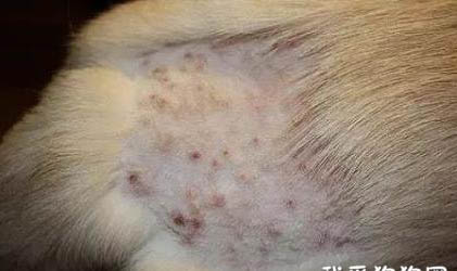 狗狗细菌性皮肤病症状