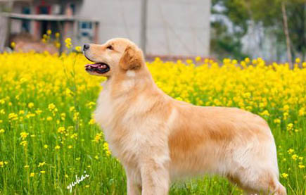 狗狗可以吃面包片吗吃了会怎么样