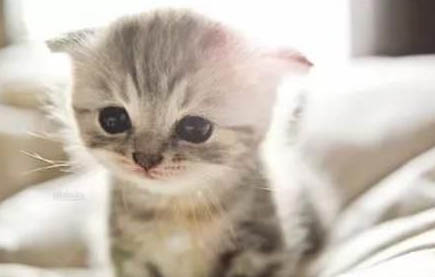 请问猫咪呕吐的原因及处理方法?
