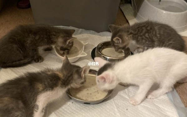 小猫一直呕吐是怎么回事