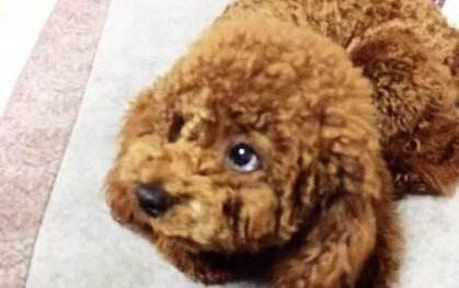 得了犬瘟病狗能活多久