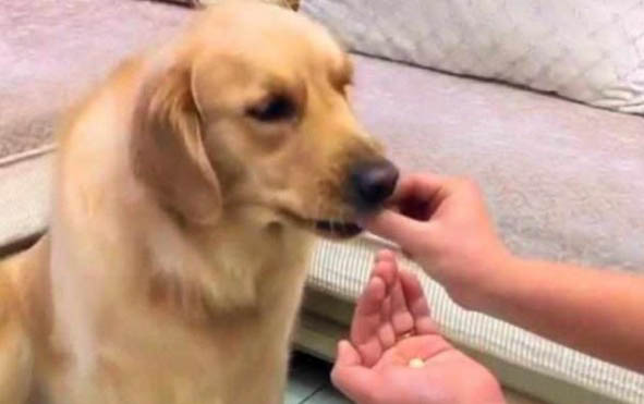 狗狗尿道流出黄脓状分泌物是什么情况