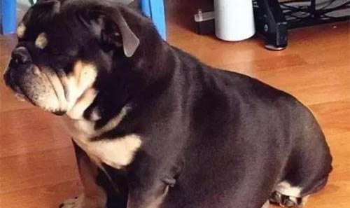 狗狗狂犬病的早期症状