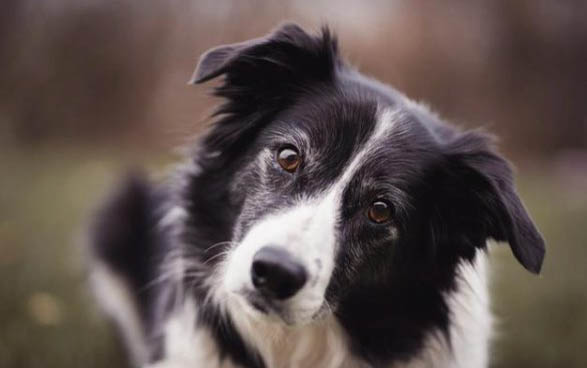 狗狗晕车有哪些症状