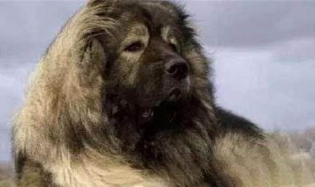 狗狗患犬瘟热有哪些症状
